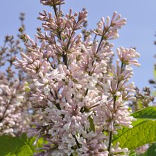 Syringa x prestoniae Telimena