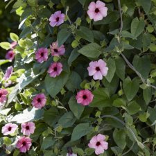 Thunbergia Sunnysusy Rose sensation