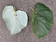 Tilia tomentosa Silver Globe, Silverlind