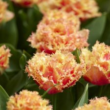 Tulpan Fransig Dubbel Tulipa Brisbane 7st