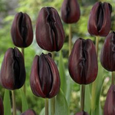 Tulpan Triumf Tulipa Continental 7st