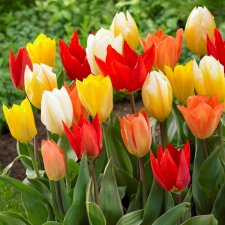 Kejsartulpan Tulipa fosteriana Mix 10st