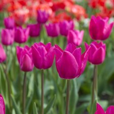 Tulipa gesneriana Pink Ardour