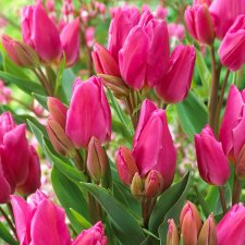 Tulpan Triumf Tulipa Happy Family 7st