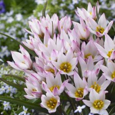 Botanisk Tulpan Tulipa cretica Hilde 10st