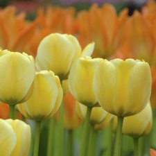Tulpan Darwin Tulipa Jaap Groot 7st