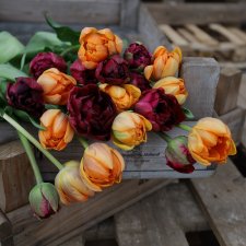 Tulpan Mix Dark Fire 30st