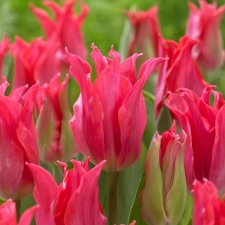 Tulpan Lilja Tulipa Pretty Love 10st