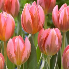Tulpan Triumf Tulipa Pretty Princess 7st
