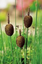 Typha minima, Dvärgkaveldun, P9cm