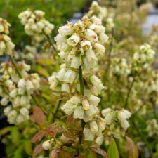 Vaccinium angustifolium Northcountry, Hybridblåbär, C2