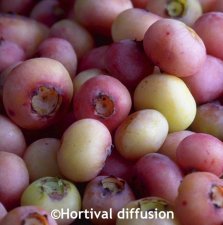 Vaccinium corymbosum Pink Bonbons ® (Minpink1), Amerikansk Blåbär/Krukblåbär, C5