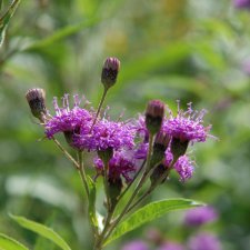 Vernonia arkansana Mammuth, Prärievernonia, P9cm