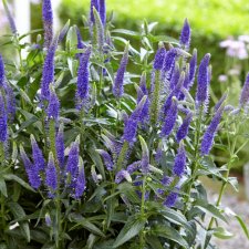 Veronica x media First Glory ® (Alllord), Hällveronika