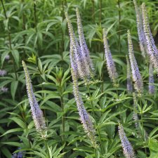 Veronicastrum sibiricum, Sibirisk Kransveronika