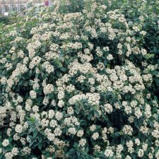 Viburnum x juddii, Vårolvon
