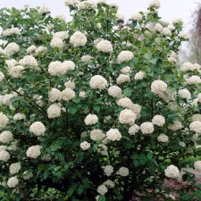 Viburnum x carlcephalum, Bollolvon, 50-60 C5
