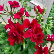 Hängpelargon Villetta Burgundy, kruka