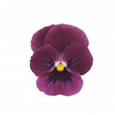 Viola cornuta Sorbet® XP Raspberry