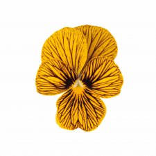 Viola cornuta Sorbet® XP Tiger Eye