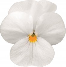 Viola cornuta Sorbet® XP White