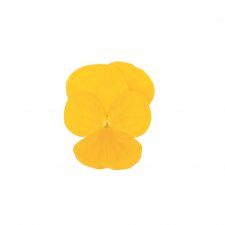 Viola cornuta Sorbet® XP Yellow