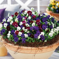 Viola cornuta EVO® Mini Mixmasters® London