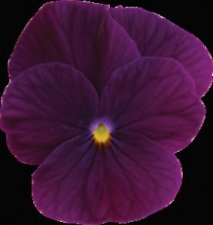Viola cornuta Sorbet® XP Purple