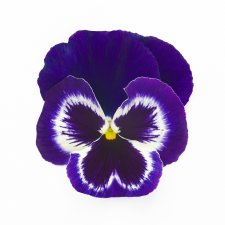Viola wittrockiana EVO® Violet Face