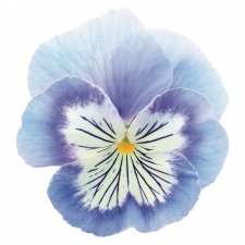 Viola wittrockiana Cats® Plus Marina