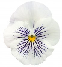 Viola wittrockiana Cats® Plus White
