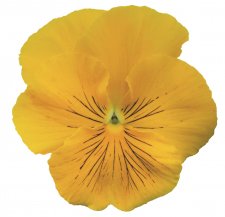 Viola wittrockiana Cats® Plus Yellow