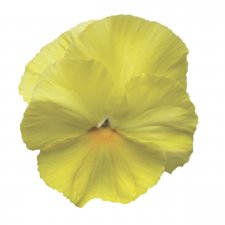 Viola wittrockiana EVO® Lemon