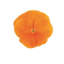 Viola wittrockiana EVO® Orange