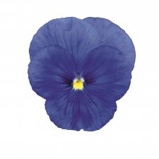 Viola wittrockiana EVO® True Blue Impr.