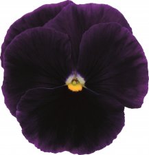 Viola wittrockiana Matrix™ Purple