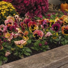 Viola wittrockiana Matrix™ Sunrise