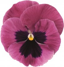 Viola wittrockiana EVO® Pink Shades