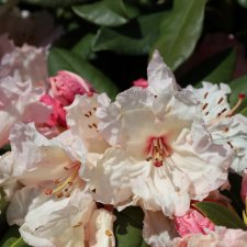 Rhododendron wardii Virginia Richards, Rododendron, 40-50 C5