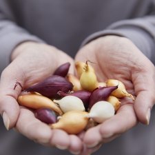 Sättlök Mix 250g