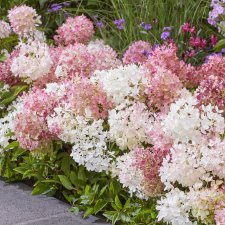 Vipphortensia