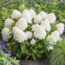 Hydrangea paniculata Living Sugar Rush ®