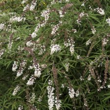 Vitex agnus-castus Albus ®