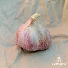 Allium sativum Slavin II