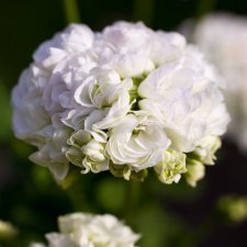 Rosenpelargon Vit Rosenknopp (Vitrosen), kruka