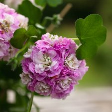 Rosenpelargon Viva Carolina, kruka