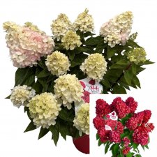 Hydrangea paniculata Bloody Marie ®