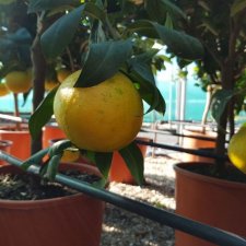 Citrus Bergamia Bergamotto C4
