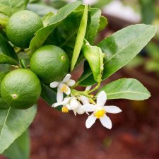 Citrus Aurantifolia Lime