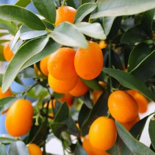 Citrus Fortunella Kumquat